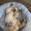 69060dfc-c9c6-4b9f-b1ae-73696de25025 BELLA (8WEEKS FEMALE)