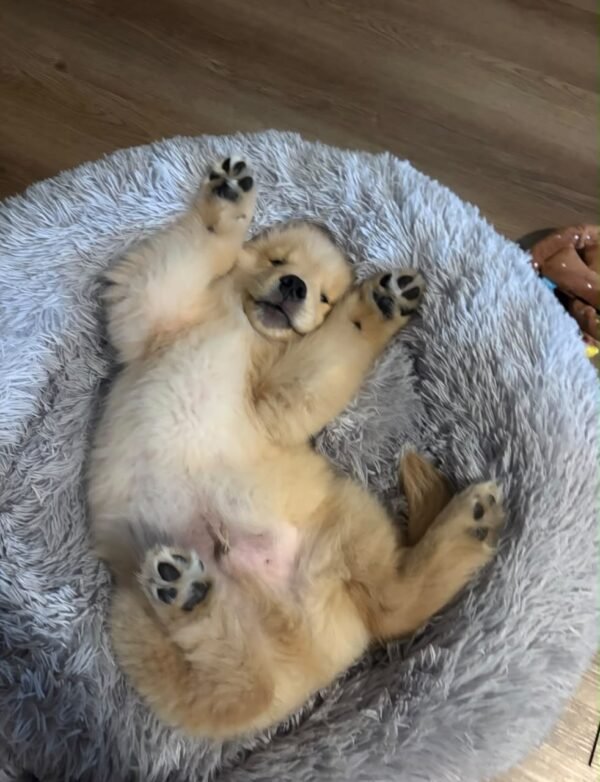 69060dfc-c9c6-4b9f-b1ae-73696de25025 BELLA (8WEEKS FEMALE)