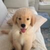 BELLA (8WEEKS FEMALE)