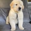Molly (8WEEKS FEMALE)