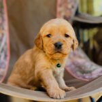 LEO (8WEEKS MALE)