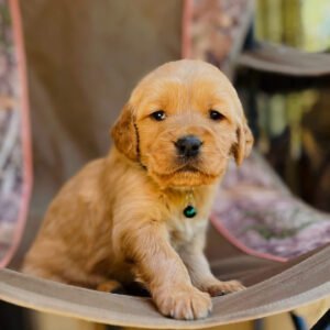 LEO (8WEEKS MALE)