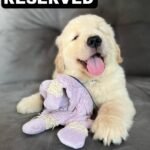 ELI (8WEEKS FEMALE)