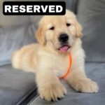 KODA (8WEEKS MALE)