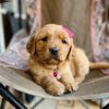 EMMIE (7 WEEKS FEMALE)