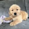 Charlie (8WEEKS MALE)