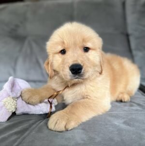 Charlie (8WEEKS MALE)