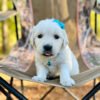DAISY (6 WEEKS FEMALE)