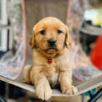 MR BROWN (7 WEEKS MALE)