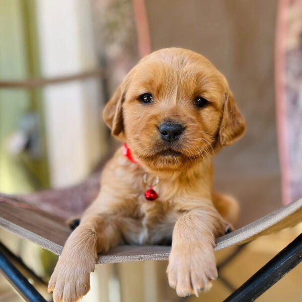 MAX (6 WEEKS MALE)